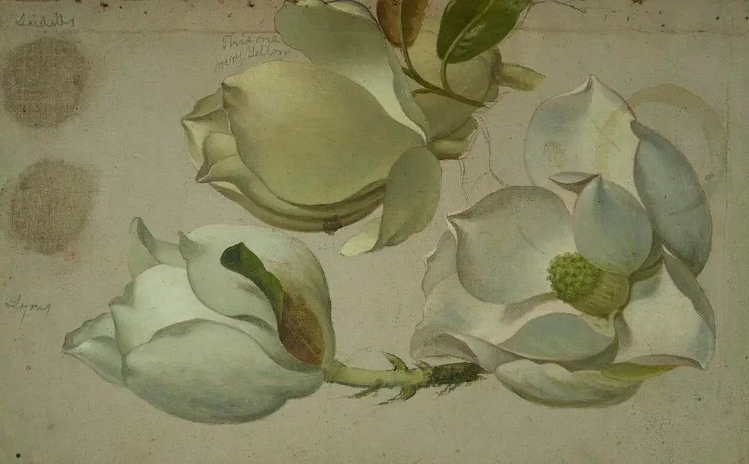 Étude de trois fleurs de magnolia - Martin Johnson Heade - Alpha Reproduction