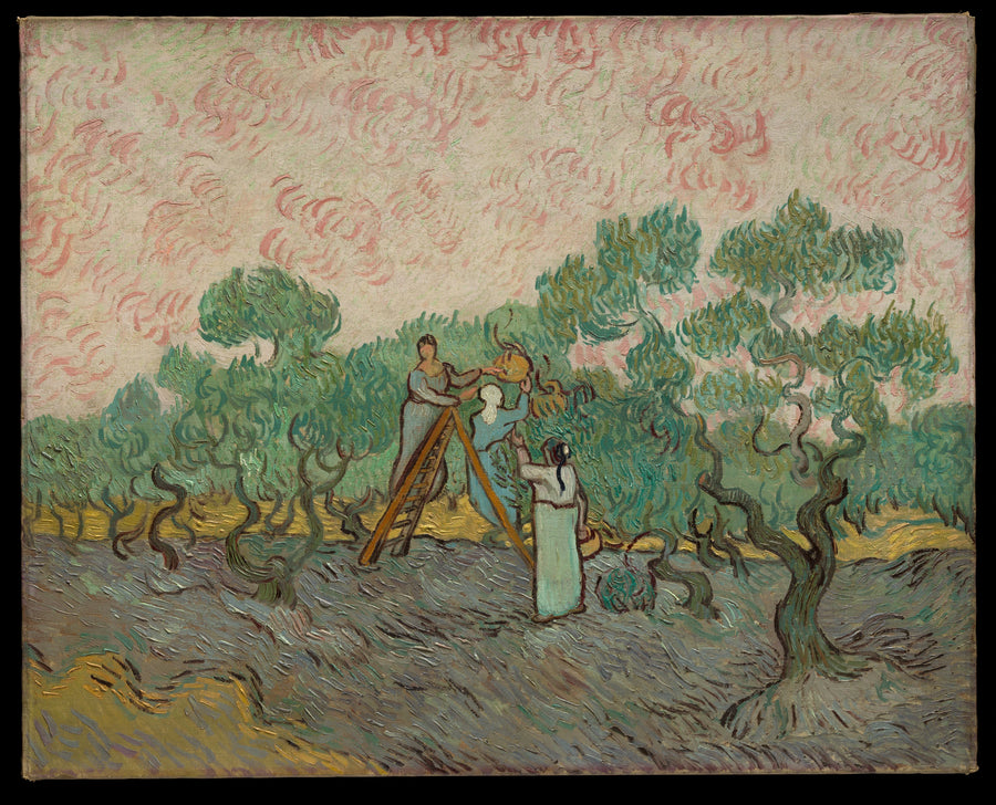 Kvinder, der plukker oliven - Vincent van Gogh