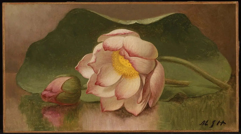 Lotusblomst - Martin Johnson Heade
