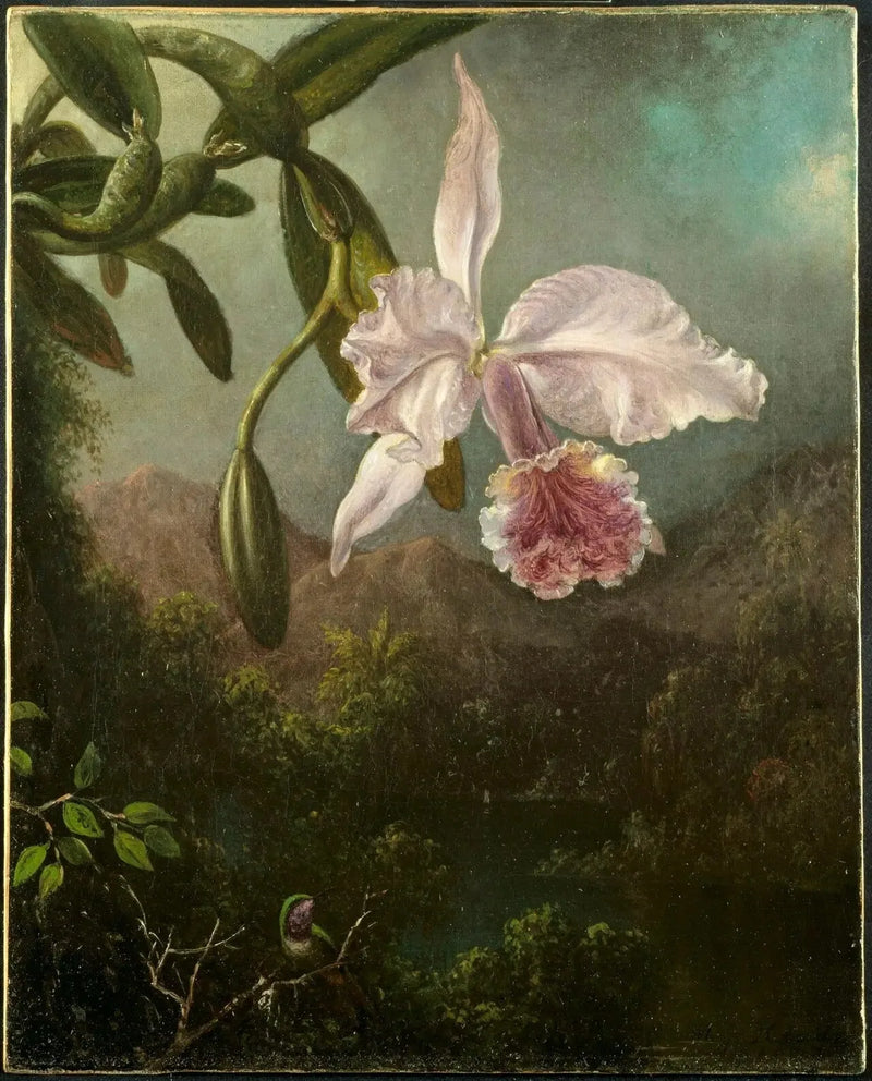 Orkidéblomster - Martin Johnson Heade