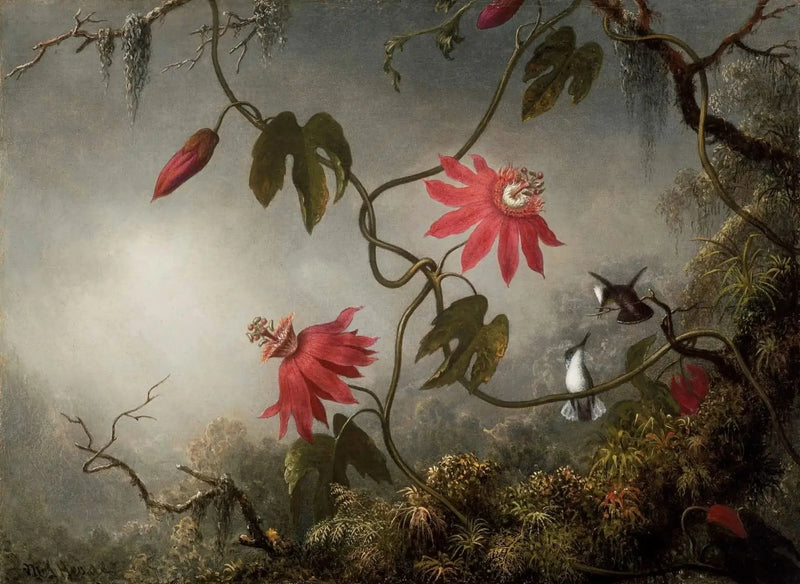 Passionblomster og Kolibrier - Martin Johnson Heade