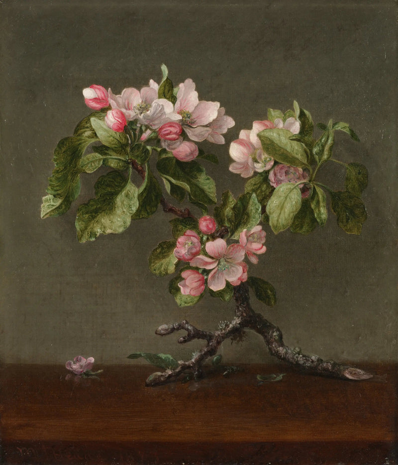 Æbleblomster - Martin Johnson Heade