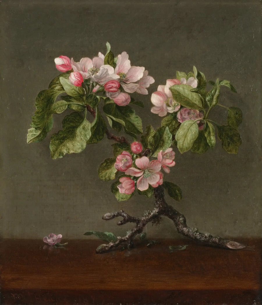 Æbleblomster - Martin Johnson Heade