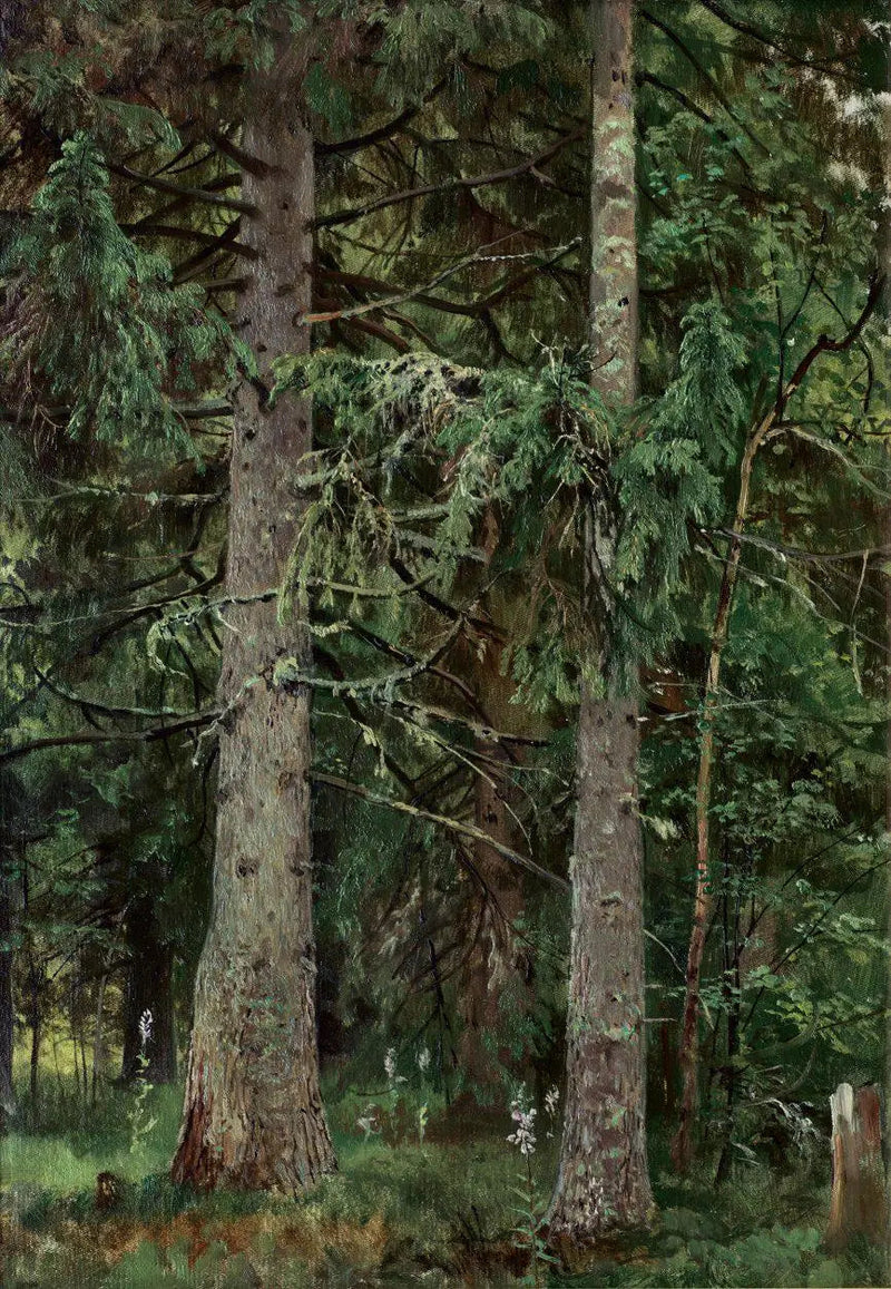 Grantræs skov - Ivan Chichkine