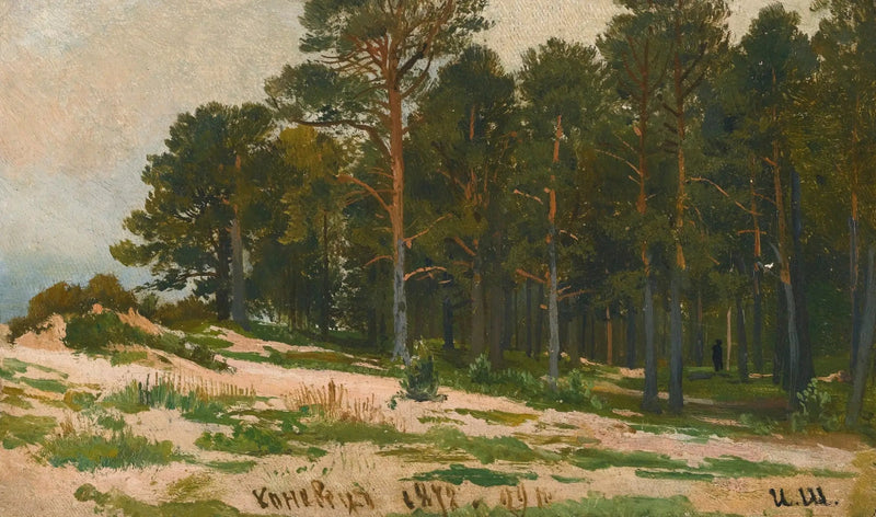 Fyrretræs skov - Ivan Chichkine
