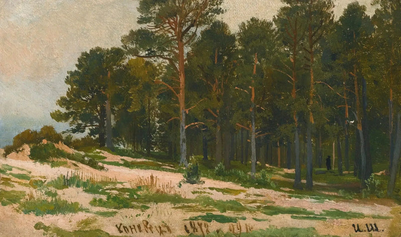 Fyrretræs skov - Ivan Chichkine