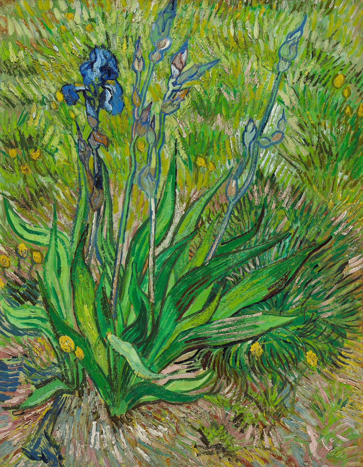 Iris, F601 - Vincent van Gogh