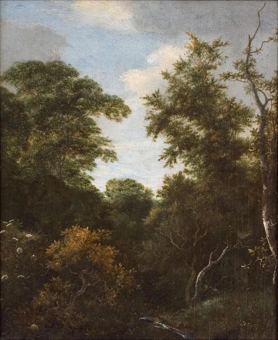 Sous-bois au sureau en fleurs - Jacob van Ruisdael