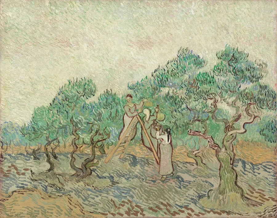 Olivenhøsten - Vincent van Gogh