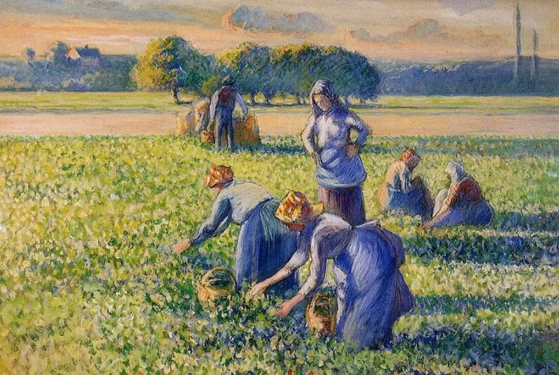 Ærteplukningen - Camille Pissarro