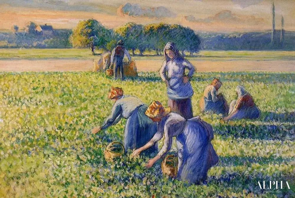 La Cueillette des pois - Camille Pissarro - Reproductions de tableaux et peintures haut de gamme