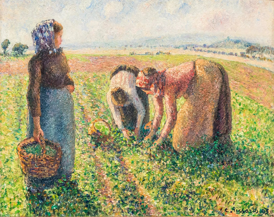 Ærteplukning, Éragny - Camille Pissarro