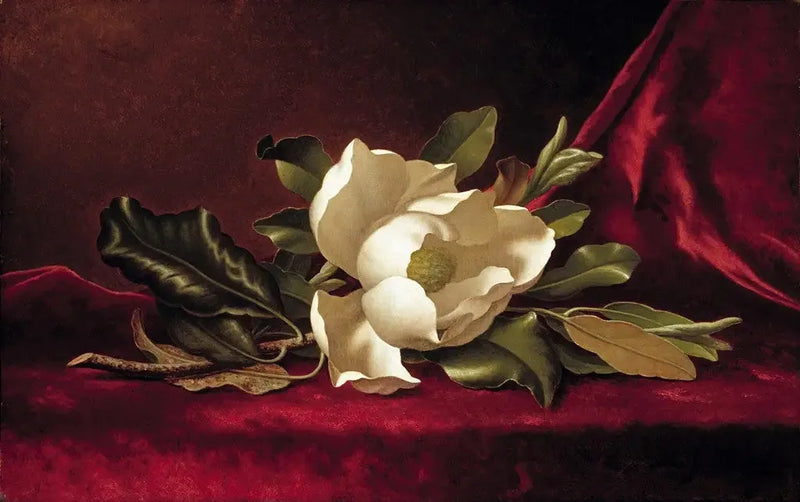 Magnolia-blomsten - Martin Johnson Heade