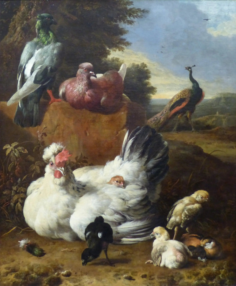 Den hvide høne - Melchior de Hondecoeter