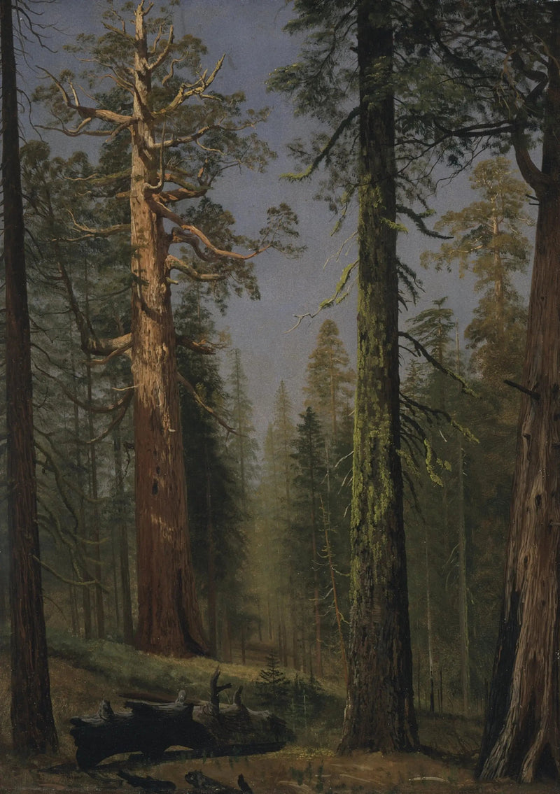 Den kæmpe sequoia Grizzly, Mariposa Grove, Californien - Albert Bierstadt