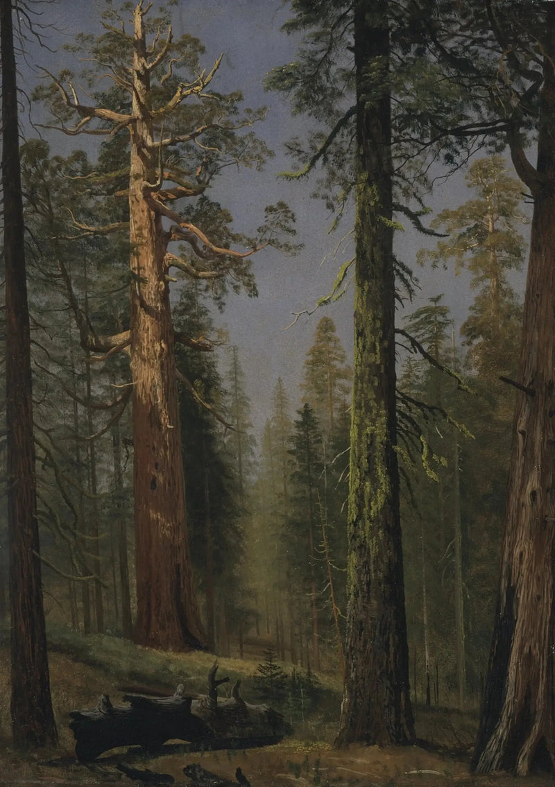 Den kæmpe sequoia Grizzly, Mariposa Grove, Californien - Albert Bierstadt