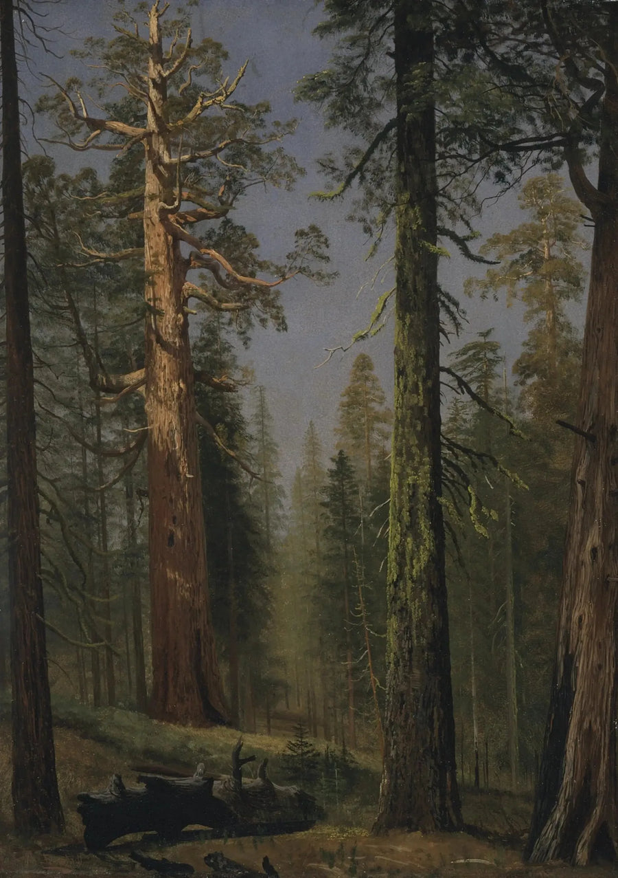 Den kæmpe sequoia Grizzly, Mariposa Grove, Californien - Albert Bierstadt