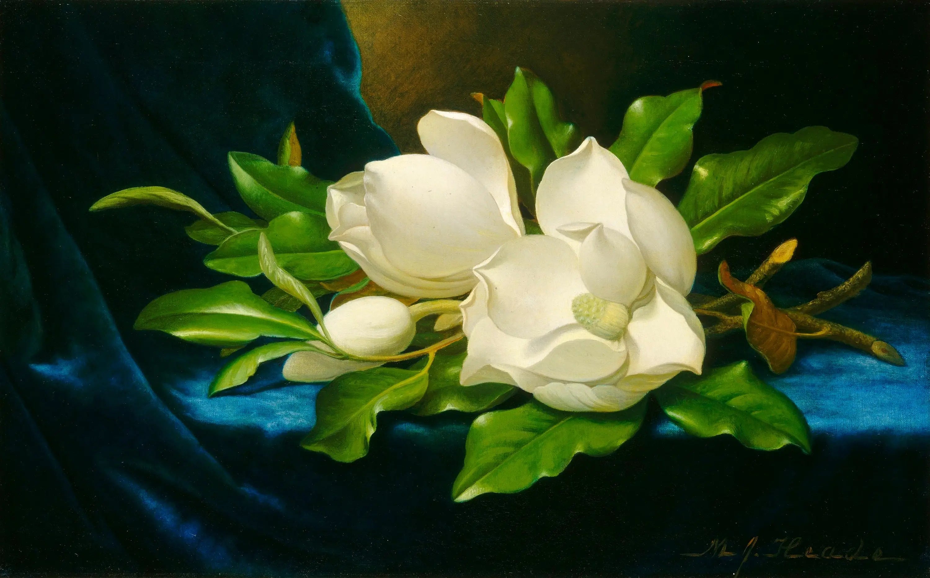 Magnolias géants sur velours bleu - Martin Johnson Heade - Alpha Reproduction