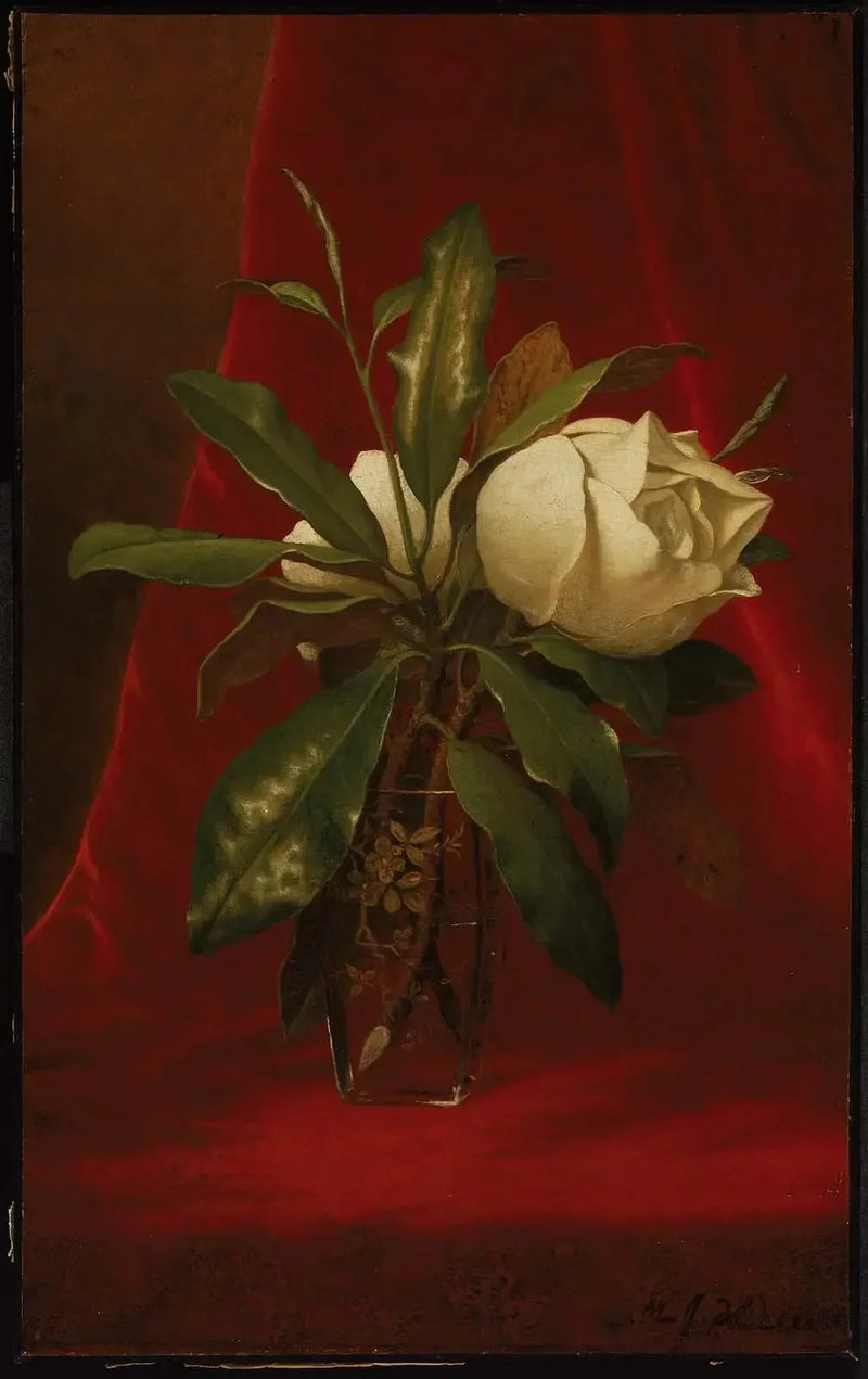 Magnolier - Martin Johnson Heade