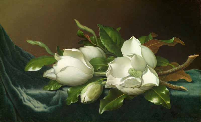 Magnolier på lyseblåt fløjlsstof - Martin Johnson Heade
