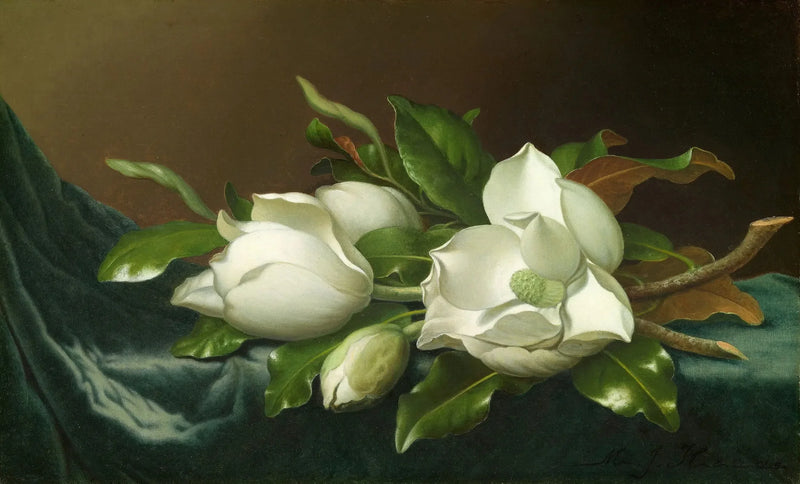 Magnolier på lyseblåt fløjlsstof - Martin Johnson Heade