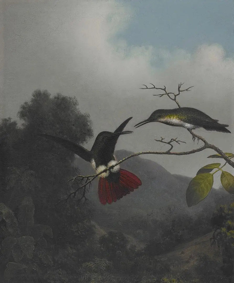 Mangue à gorge noire - Martin Johnson Heade