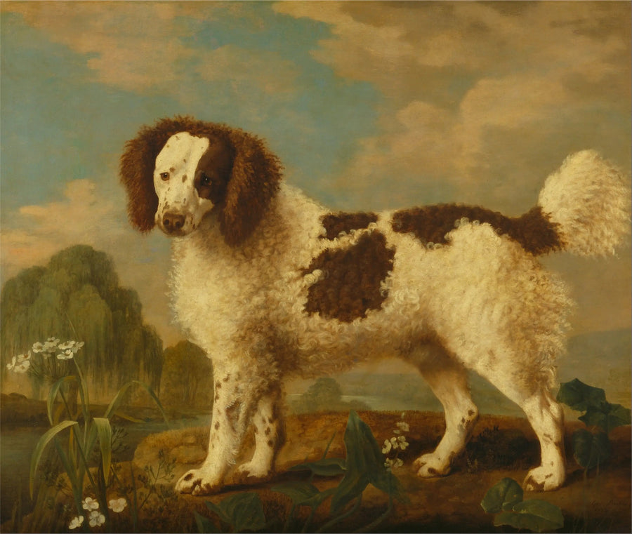 Norfolk eller Water Spaniel brun og hvid - George Stubbs