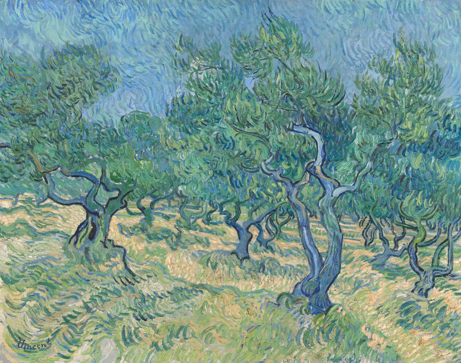 Olivenlund - Vincent van Gogh