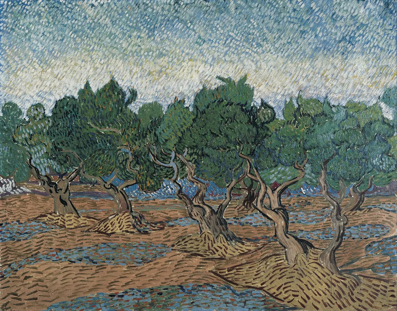 Olivenlund - Vincent van Gogh