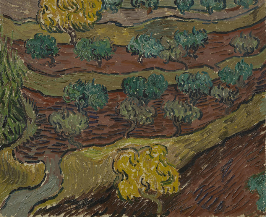 Olivenlunde på en bakke - Vincent van Gogh