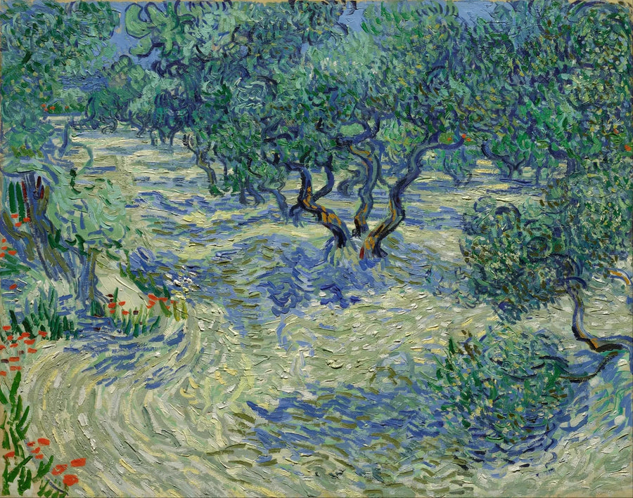 Olivenlund - Vincent van Gogh