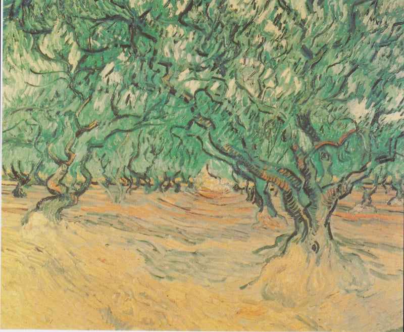 Oliventræer - Vincent van Gogh