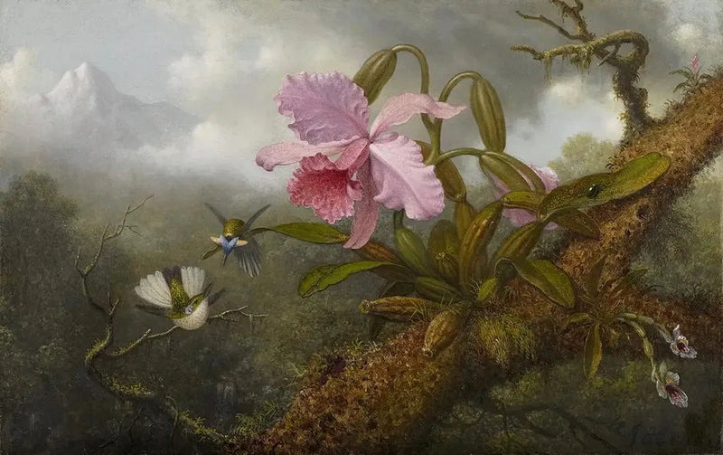 Orchidée Cattleya, to kolibrier og en skarabæ - Martin Johnson Heade