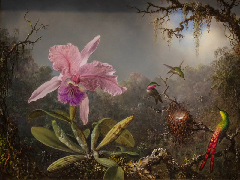 Orkidé Cattleya og tre kolibrier - Martin Johnson Heade