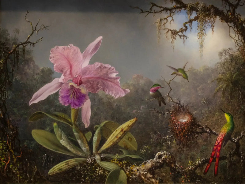 Orkidé Cattleya og tre kolibrier - Martin Johnson Heade