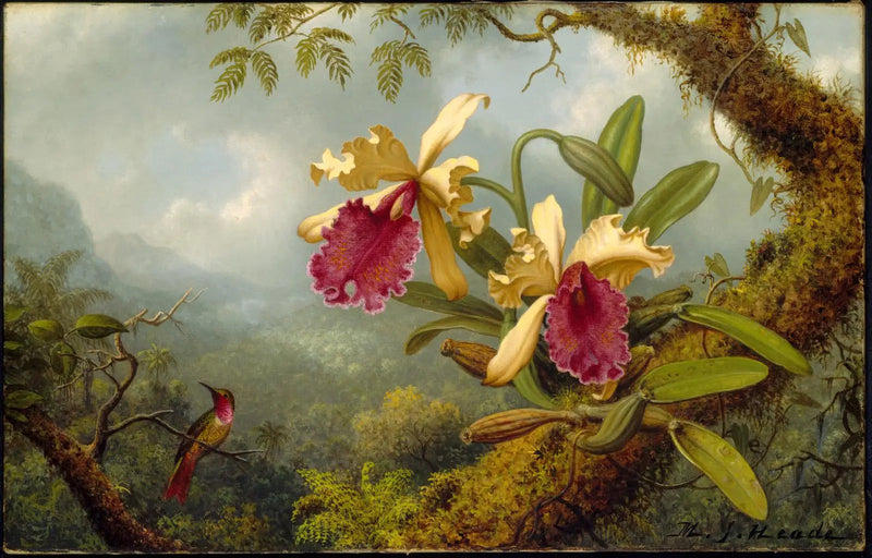 Orkidéer og kolibri - Martin Johnson Heade