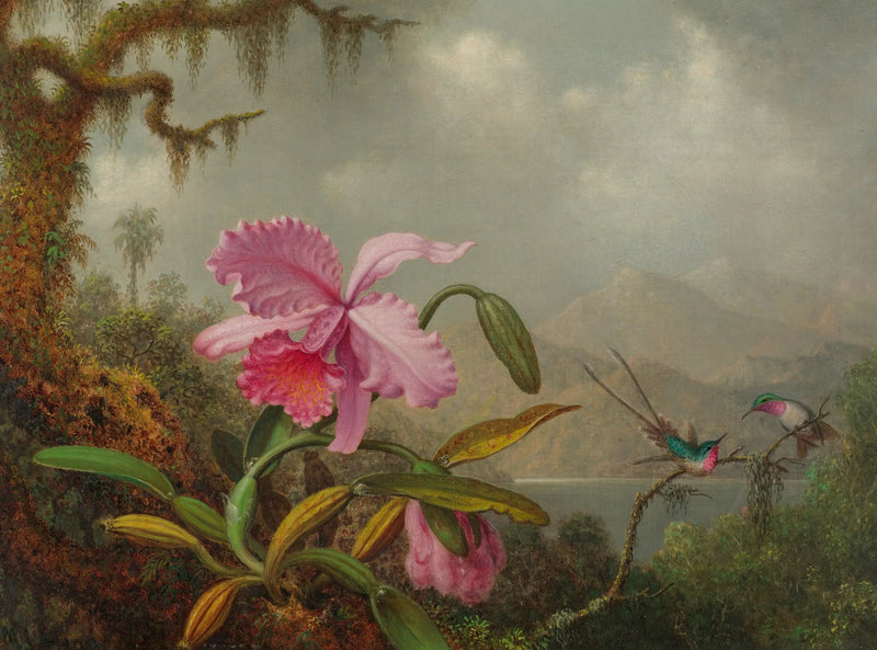 Orkidéer og kolibrier - Martin Johnson Heade