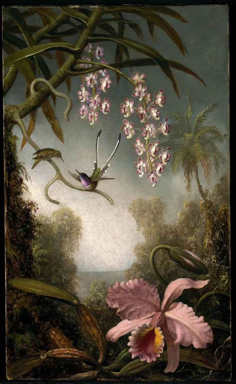 Orkidéer og spray-orkidéer med kolibri - Martin Johnson Heade