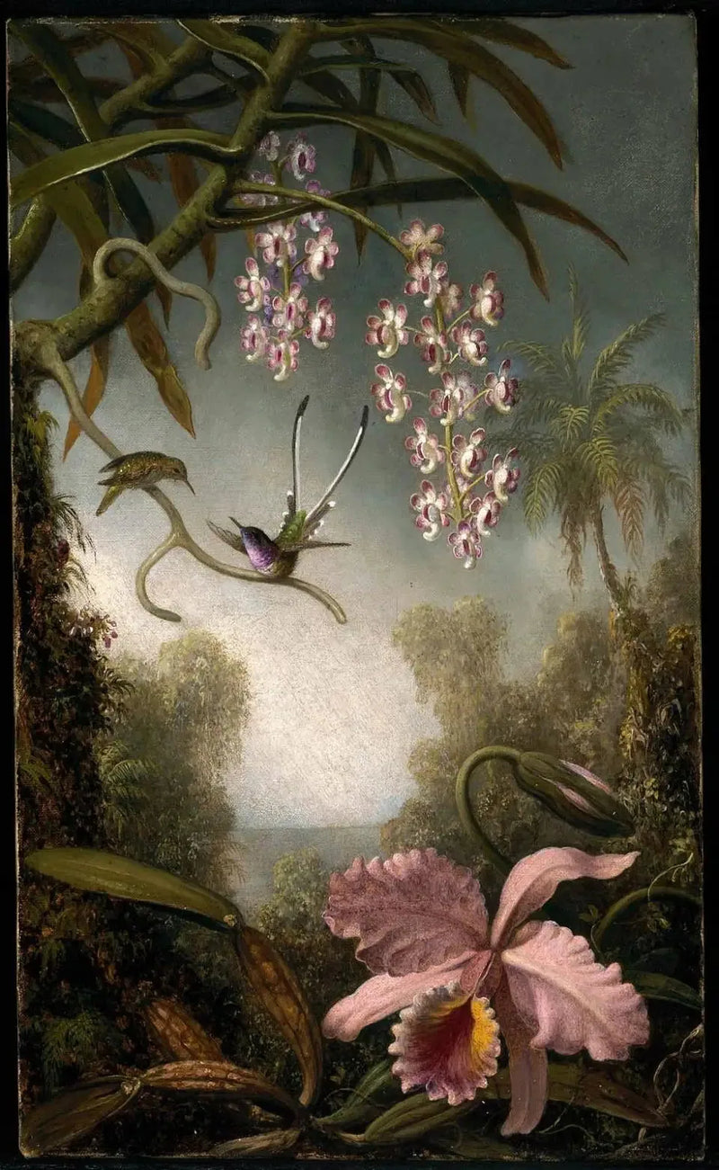 Orkidéer og spray-orkidéer med kolibri - Martin Johnson Heade