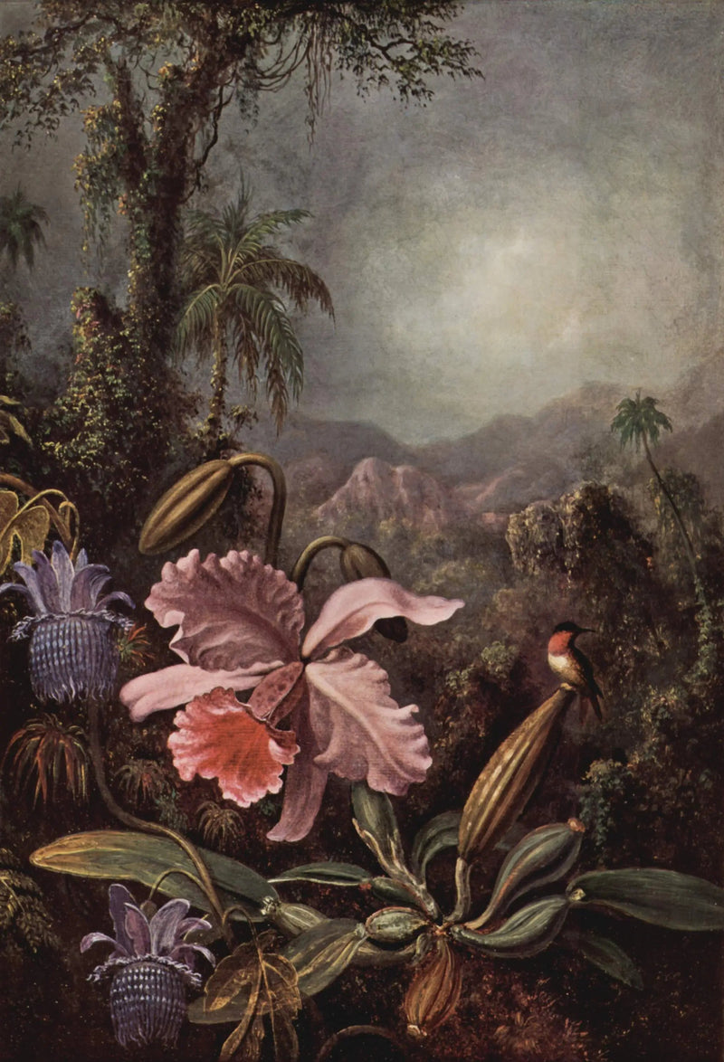 Orkidéer, passifloraer og kolibrier - Martin Johnson Heade