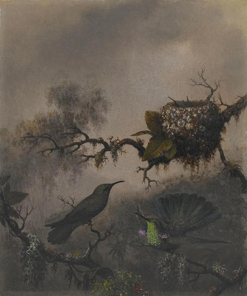 Violet øre med hvid mave - Martin Johnson Heade