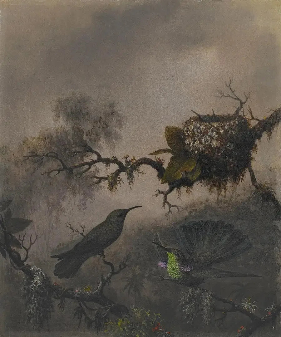 Violet øre med hvid mave - Martin Johnson Heade