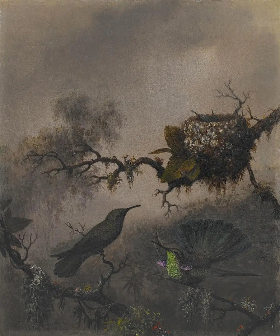 Oreille violette à ventre blanc - Martin Johnson Heade - Alpha Reproduction