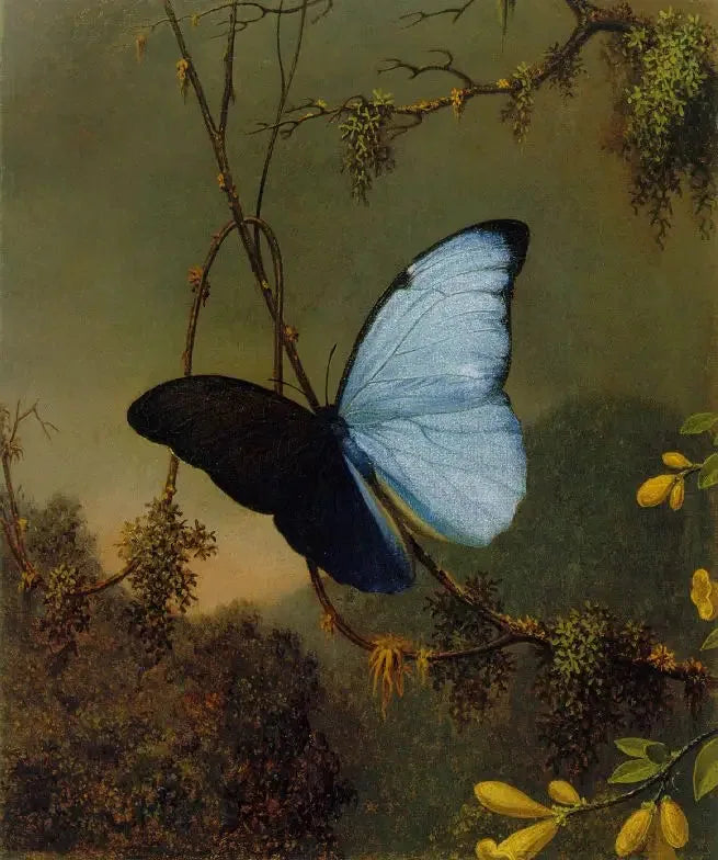 Papillon Morpho blå - Martin Johnson Heade