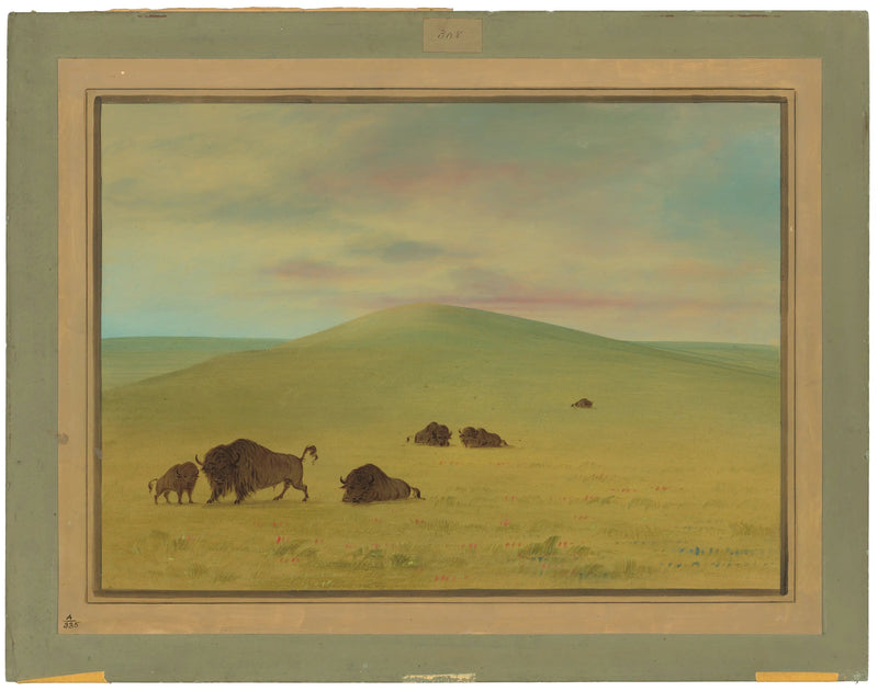 Amerikansk græsareal - Prairies de la Platte - George Catlin