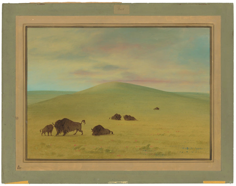 Amerikansk græsareal - Prairies de la Platte - George Catlin