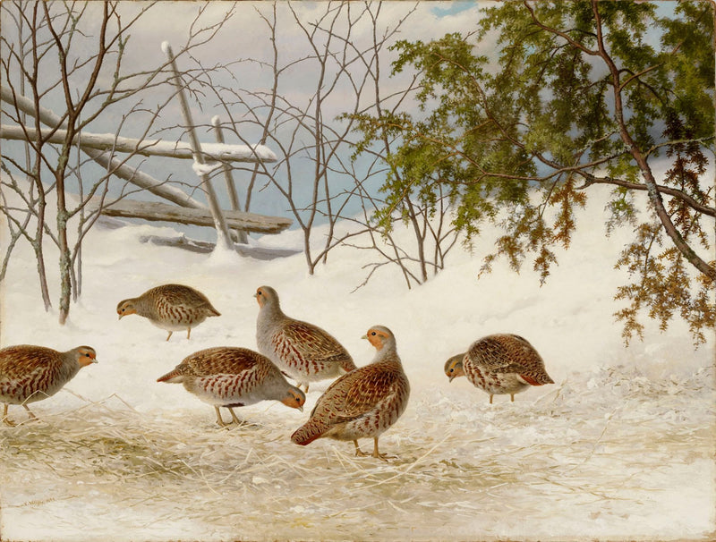 Perdrix dans la neige - Ferdinand von Wright