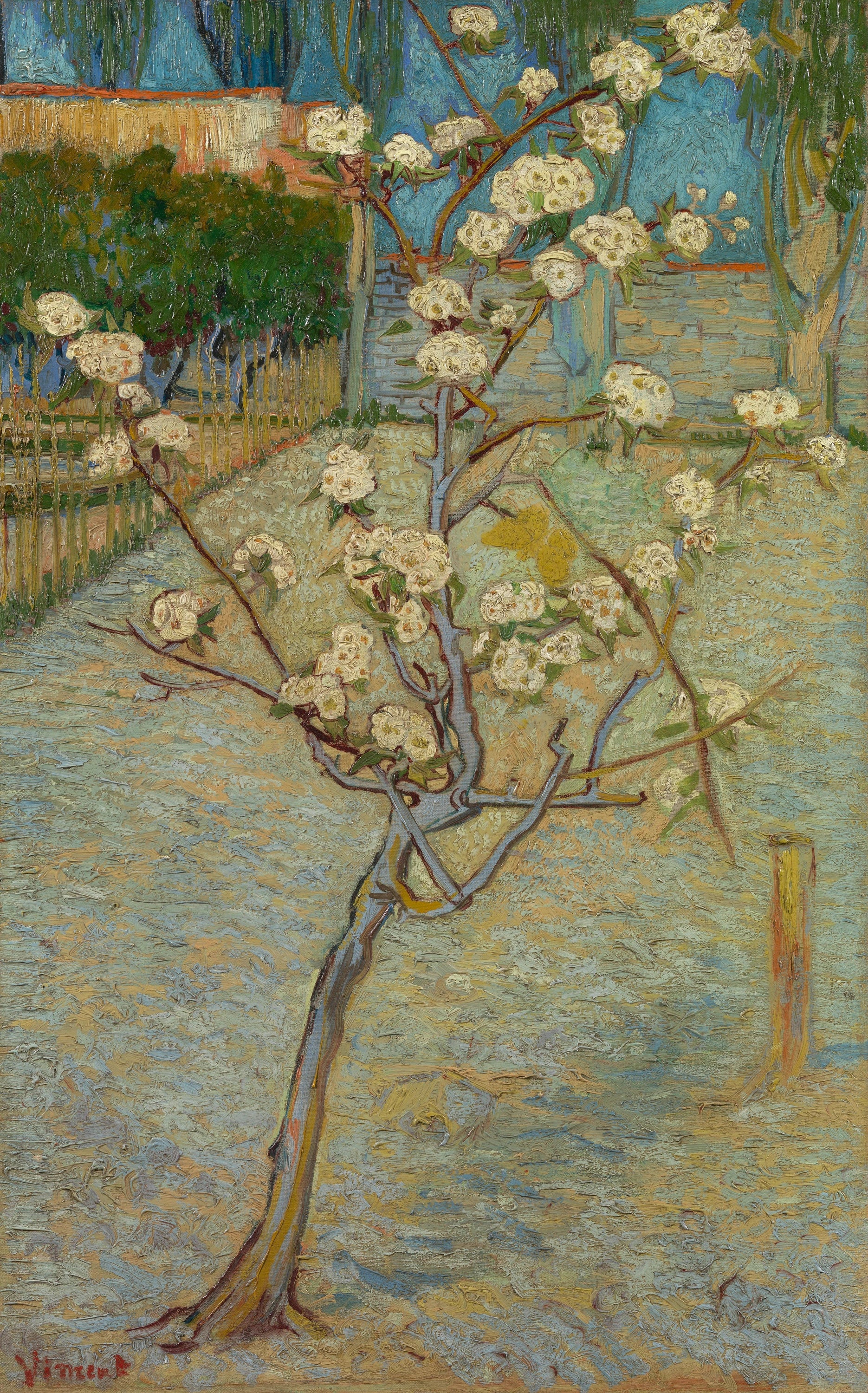 Petit poirier en fleurs, F405 — arbre noueux couvert de fleurs blanches peint par Vincent van Gogh à Arles