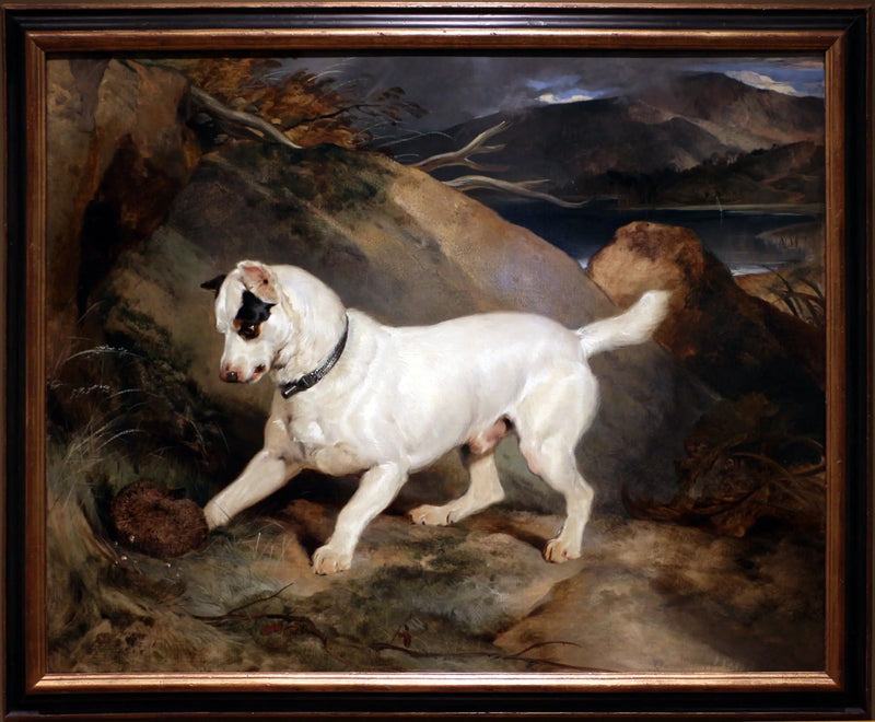 Portrait d'un terrier, propriété d'Owen Williams, ESQ., député (Jocko med en pindsvin) - Edwin Henry Landseer