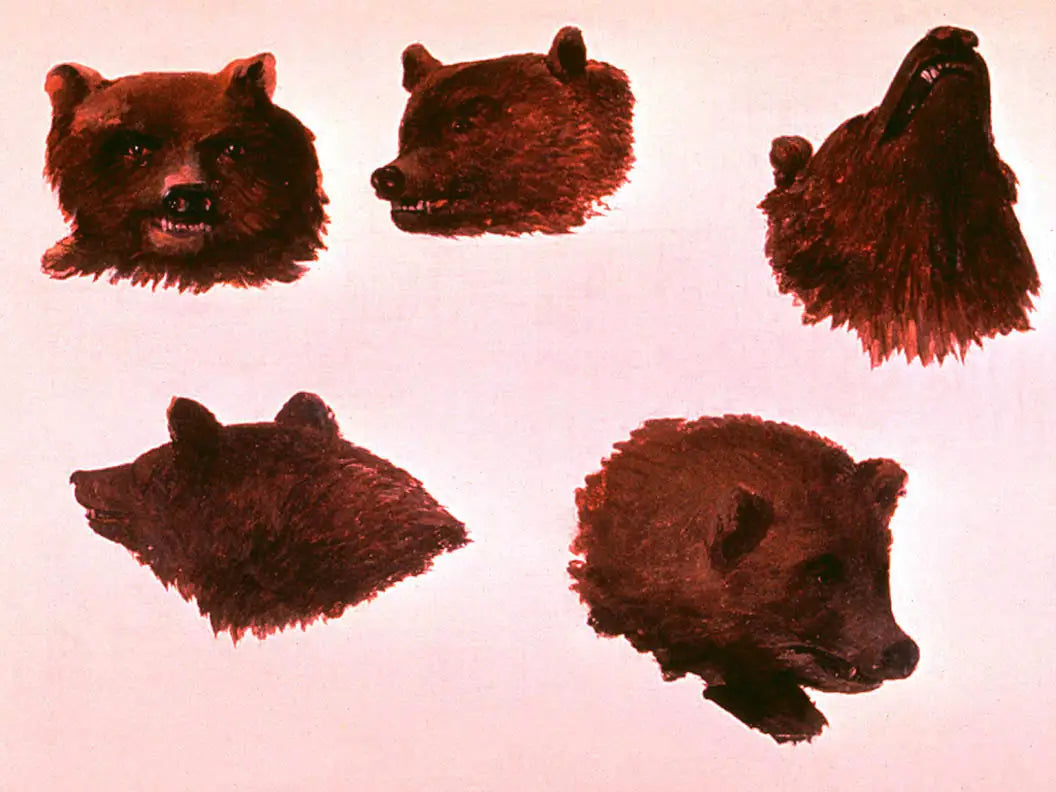 Portraits de deux grizzlis d’après nature - George Catlin - Alpha Reproduction